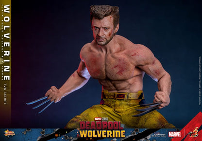 Detalle de esculpido y musculatura en la figura de Wolverine de Hot Toys