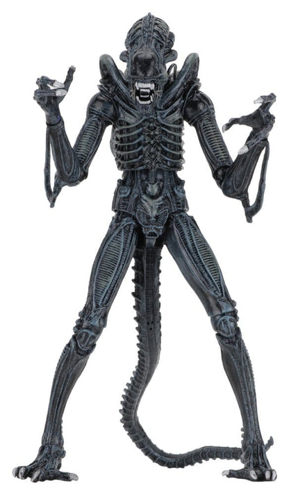 WARRIOR XENOMORPH BLUE – ALIENS FIGURA ULTIMATE 23 CM (NECA – ALIENS 1986)