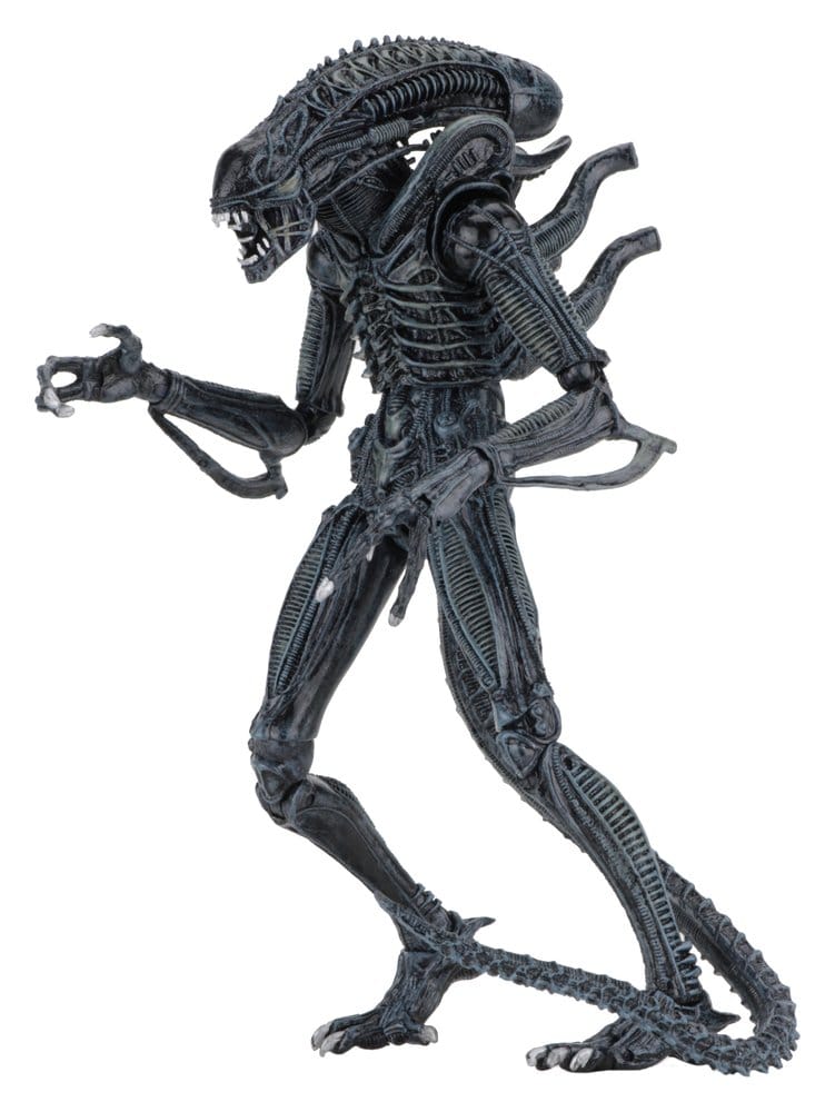 WARRIOR XENOMORPH BLUE – ALIENS FIGURA ULTIMATE 23 CM (NECA – ALIENS 1986)