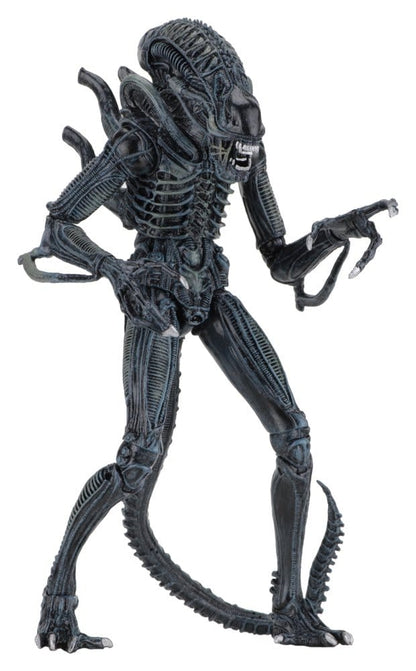 WARRIOR XENOMORPH BLUE – ALIENS FIGURA ULTIMATE 23 CM (NECA – ALIENS 1986)