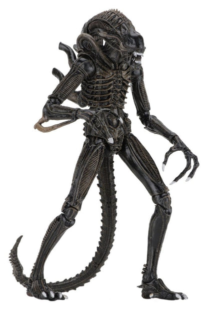 WARRIOR XENOMORPH BROWN – ALIENS FIGURA ULTIMATE 23 CM (NECA – ALIENS 1986)